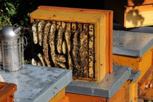 So wohnen die Bienen: in Beuten