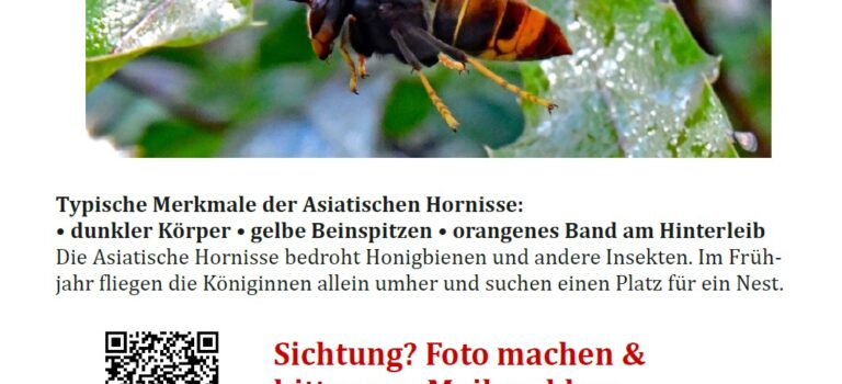 Mühltal sucht die asiatische Hornisse